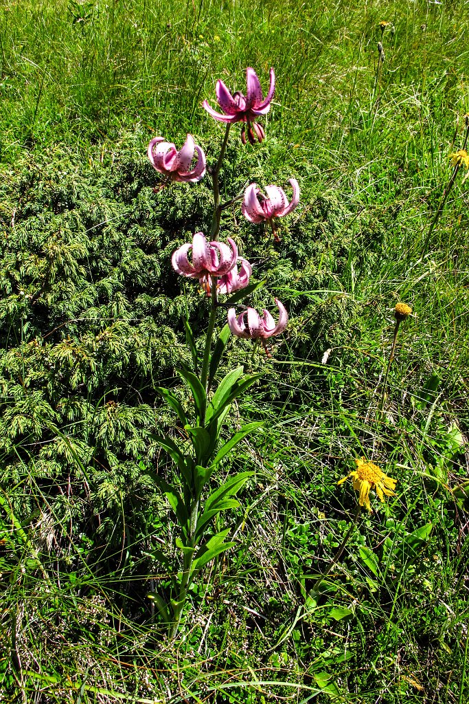 71 Tuerkenbundlilie.jpg